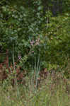 Hairy small-leaf ticktrefoil